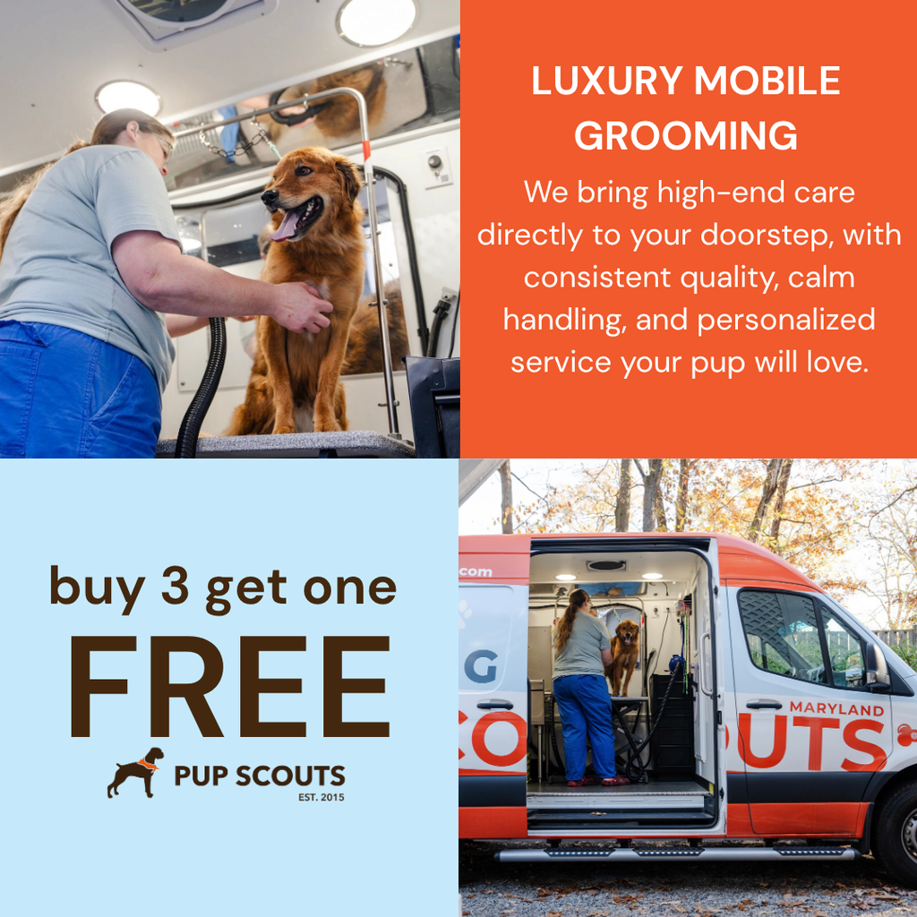 Head to Paw Glow-Up (Buy 3 Get 1 Free)